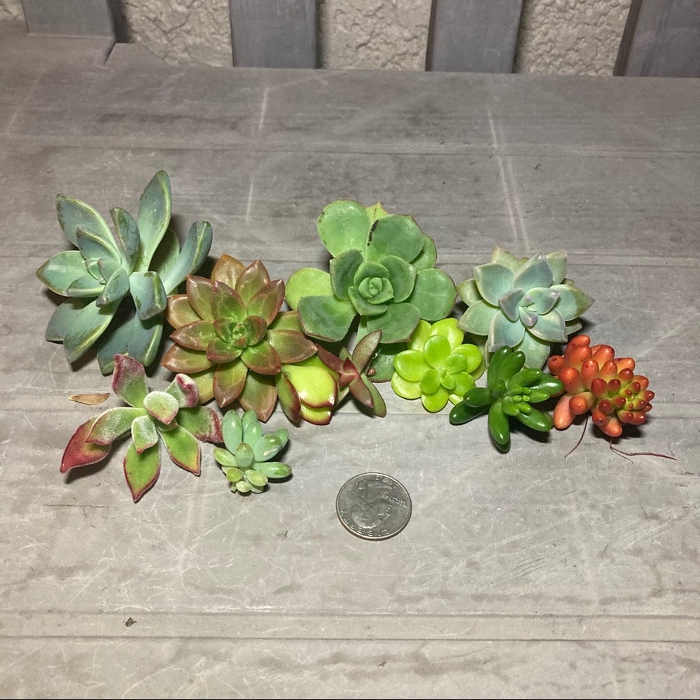 cleo1969 succulents